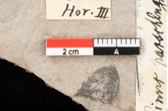 Foto (Detailansicht) von Cathaya sp. (NHMW-GEO-2024-0188-0343)